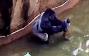 Các nhân chứng cho biết khỉ đột chỉ đang cố bảo vệ em bé mà thôi