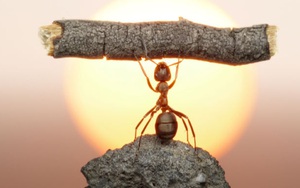 Chế tạo động cơ nhỏ hơn con kiến có sức mạnh vô song