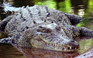Tìm thấy thi thể nữ du khách trong bụng cá sấu dài 4,3m
