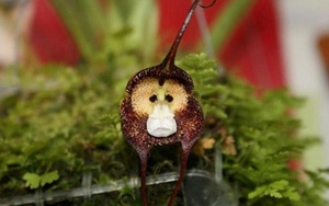 Thích thú ngắm loài phong lan hiếm có khuôn mặt cực giống khỉ