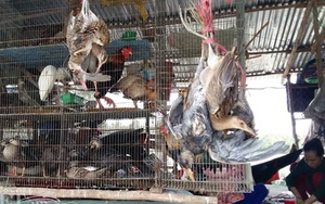 "Độc nhất vô nhị" chợ chim trời lớn nhất miền Tây