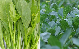 Mẹo hay tránh ngay rau 'ngậm' hóa chất