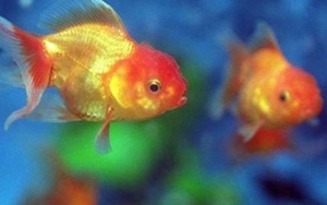 Phẫn nộ bà mẹ Nhật đầu độc 30 con cá vàng rồi bắt con gái ăn cá chết
