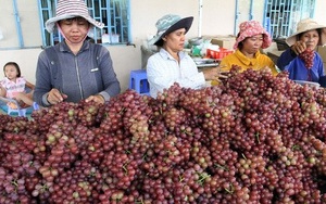 'Nữ hoàng' Ninh Thuận lắm thăng trầm