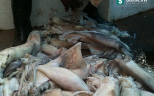 39.000 đồng/kg mực tươi và những chiêu trò ai cũng phải ớn lạnh