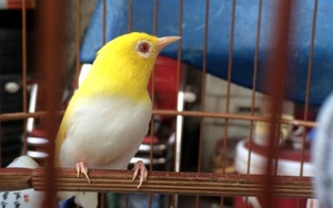 Cận cảnh những con chim có giá cực "khủng" ở Việt Nam