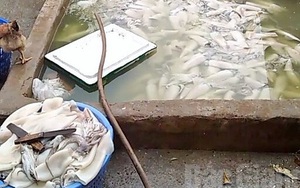 Hơn 2 tạ mực thối được sơ chế bằng nước ao
