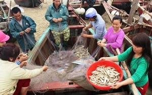 Thanh Hóa báo cáo Trung ương vụ Sầm Sơn