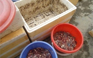Lạ Hà Nội: Rủ nhau tích rác, ủ phân trong nhà