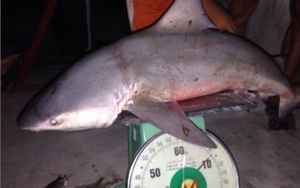 Chuyện lạ: Bắt được cá mập ở sông Vàm Cỏ