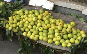Quả lê lạ siêu ngọt dạt khắp vỉa hè Hà Nội
