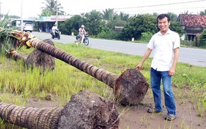 Chuyện lạ ở Tiền Giang: Thương lái mua dừa bứng nguyên cả gốc