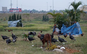 Vườn hoa giữa Hà Nội thành nơi chăn bò, thả gà