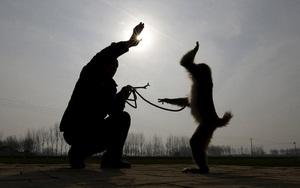 Năm con khỉ, ghé thăm ngôi làng chuyên đào tạo "Tề Thiên Đại Thánh" ở Trung Quốc