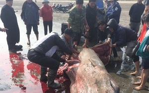 Có hay không việc cá voi bị xẻ thịt ở Nam Định?