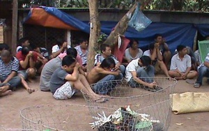 Phá trường gà, bắt 35 con bạc, thu giữ hàng trăm triệu đồng