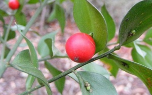 Kỳ lạ loài cây có quả mọc trên lá