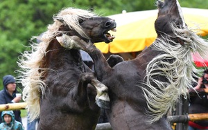24h qua ảnh: Cặp ngựa đực quyết chiến tranh ngôi đầu đàn