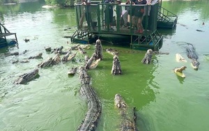 Rợn người cảnh du khách bất chấp an nguy chen chúc cho cá sấu ăn