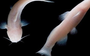 Mỹ phát hiện loài cá màu hồng không có mắt cực kỳ quý hiếm