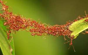Câu chuyện sinh tồn của loài kiến và những điều "kẻ yếu" cần phải khắc cốt ghi tâm