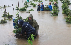 “Thủ phủ” mai vàng vật vã chạy lũ