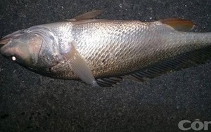 Bắt được cá sủ vàng 3,2 kg ở sông Đồng Nai