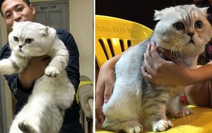 "Đời sống xa hoa" của chú mèo nặng 6kg, dài 1m