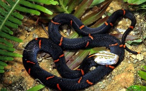 4 loài rắn cực độc được tìm thấy nhiều nhất ở Fansipan