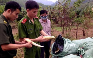 21.972kg măng 'ngâm' diêm sinh