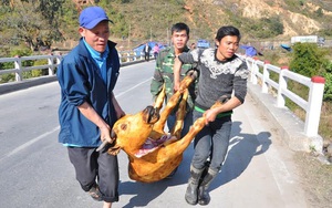 ‘‘Đại lò mổ’’ gia súc trên quốc lộ sau trận rét lịch sử