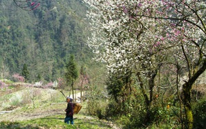 Ngắm 'thiên đường hoa' trên cao nguyên đá