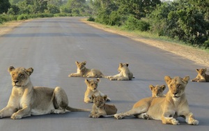 24h qua ảnh: Bầy sư tử "biểu tình" nằm đường chặn xe