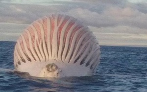 Phát hiện "quái vật" biển nổi trên mặt nước ngoài khơi Australia