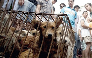 10.000 con chó bị giết trong lễ hội ăn thịt chó