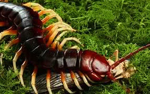 Kích thước thật của những sinh vật quen thuộc từ hàng triệu năm trước: To đến kinh hoàng