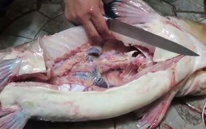 Lòng cá: Cực bổ dưỡng nhưng thường bị vứt đi ngay từ ngoài chợ