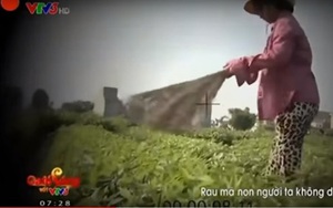 VTV đình chỉ phóng viên thực hiện phóng sự “cây chổi quét rau”