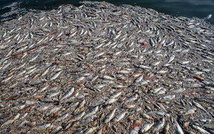 Hé lộ nguyên nhân có thể khiến cá chết trắng Hồ Tây