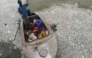 Chủ tịch Chung trực tiếp chỉ đạo xử lý vụ cá chết trắng Hồ Tây