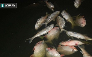 GĐ Sở Xây dựng Hà Nội: "Ở hồ Linh Đàm, một ngày trở trời, chết 2 tạ cá là bình thường"