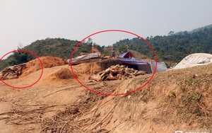 Cả làng đua nhau vào rừng đào gốc "gỗ quý" về bán cho thương lái