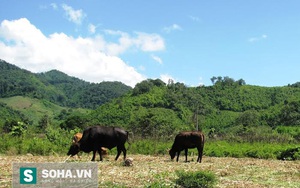 Bò tót lạc rừng thành "rể thuần" của cả đàn bò nhà