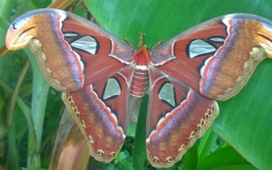 Bạc Liêu: Hoang mang trước sự xuất hiện đàn bướm khổng lồ