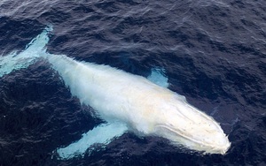Bất ngờ phát hiện con “cá ma” cực hiếm xuất hiện ở Australia