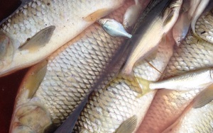 Cá chết hàng loạt ở sông Bưởi: Công ty mía đường nhận đã xả thải