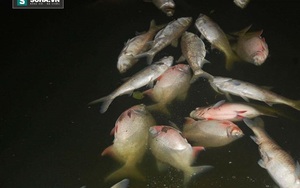 Hà Nội: Cá chết nhiều bất thường ở hồ Linh Đàm