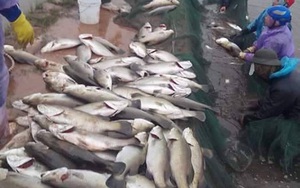 Thái Bình: Cá chết trắng ao, ước có xe chở ra Hà Nội để bán