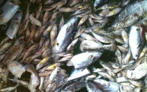 ​Cá nuôi trên sông Cái Vừng lại chết bất thường