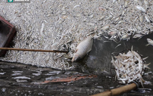 Chủ tịch Nguyễn Đức Chung: Đã vớt khoảng 200 tấn cá chết ở Hồ Tây
